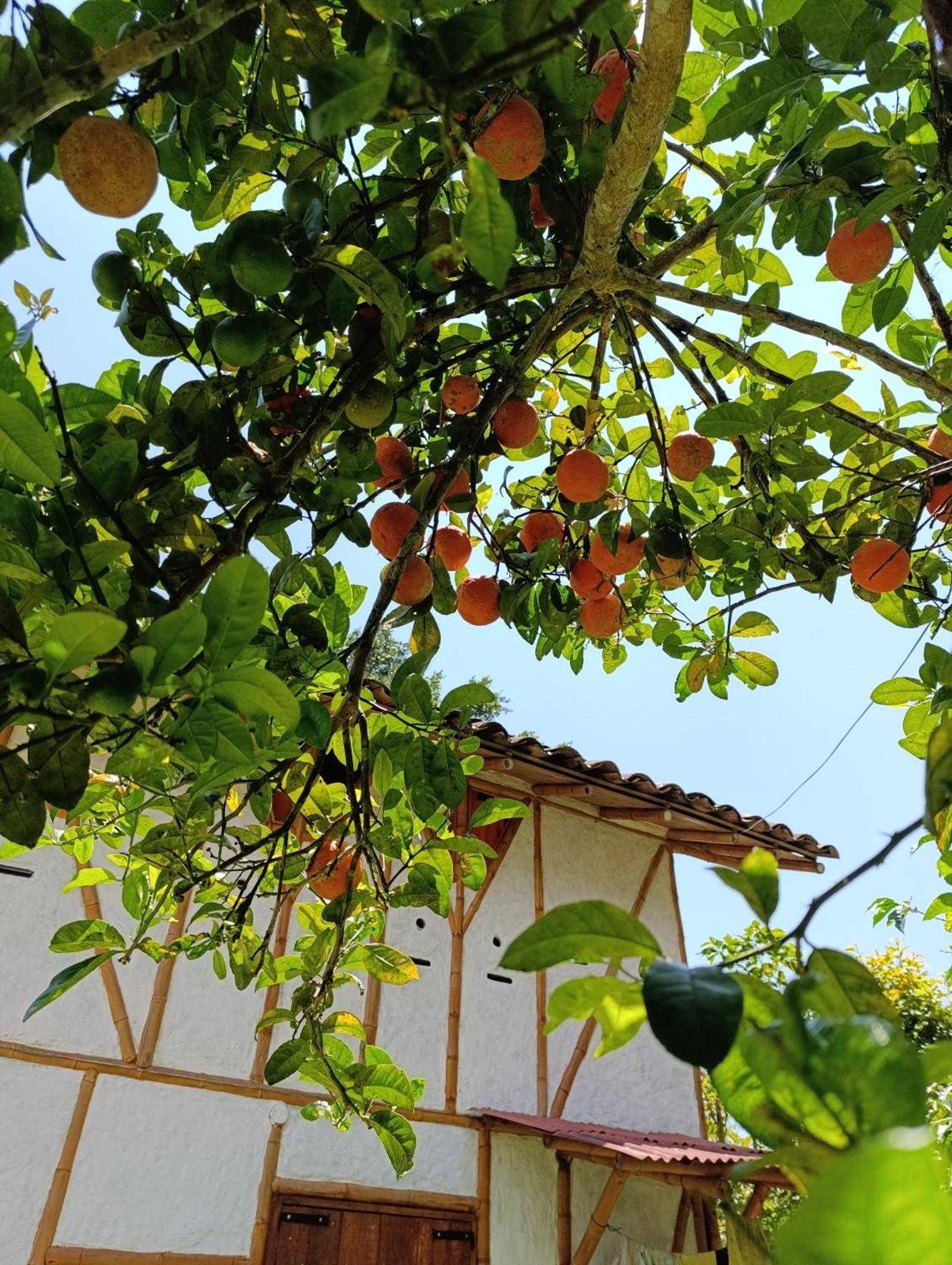Casa Entera Finca Cometa San Agustín Eksteriør billede